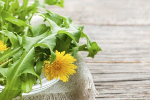 dandelion-greens-and-flowers