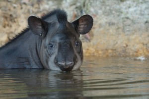 CAPTION: Gorgeous animals! We felt really lucky to be able to see so many of these shy and magnificent creatures! Tapir by Sean McCann. 