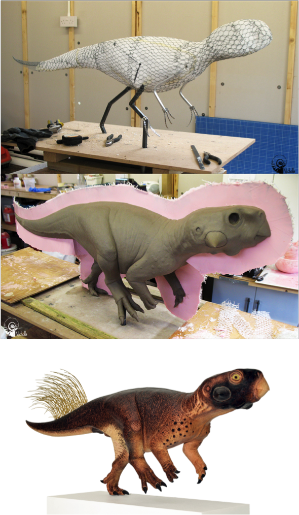 Different stages of model making of Psittacosaurus, including the final version. Images credit of Bob Nicholls, used with permission.