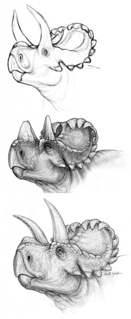 Draft sketches of Wendiceratops. Note in particular the difference in the horns in each version, modified after discussions with the authors and reading the literature. Image by Danielle Dufault, used with permission.