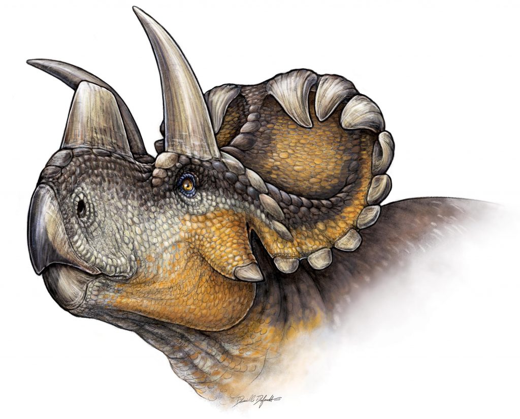 Life reconstruction of Wendiceratops in Evans and Ryan (2015). Image by Danielle Dufault, used with permission.