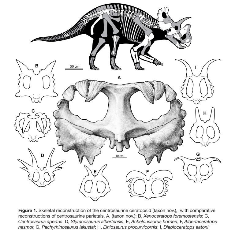 Skeletal reconstruction and frill diagram from Evans and Ryan 2015. Image by Danielle Dufault, used with permission.
