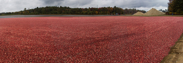 Thanks to Canadian appetites, cranberries are big business here. Photo: Tim Bouwer CC by 2.0 