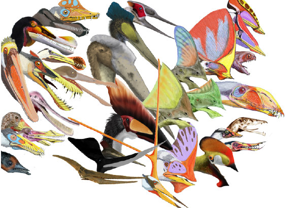 llustrations of 33 different pterosaur headcrests, showing the diversity of this group of reptiles.