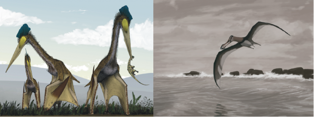 llustration of how some pterosaurs might have walked (left) and flown (right). 