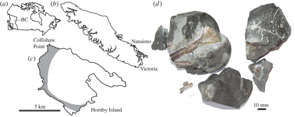 Maps showing the location where the fossilized bones were found on the left, and a photo of the actual pieces on the right