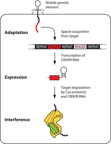 CRISPR-Cas9 mediated immunity is achieved in three steps.