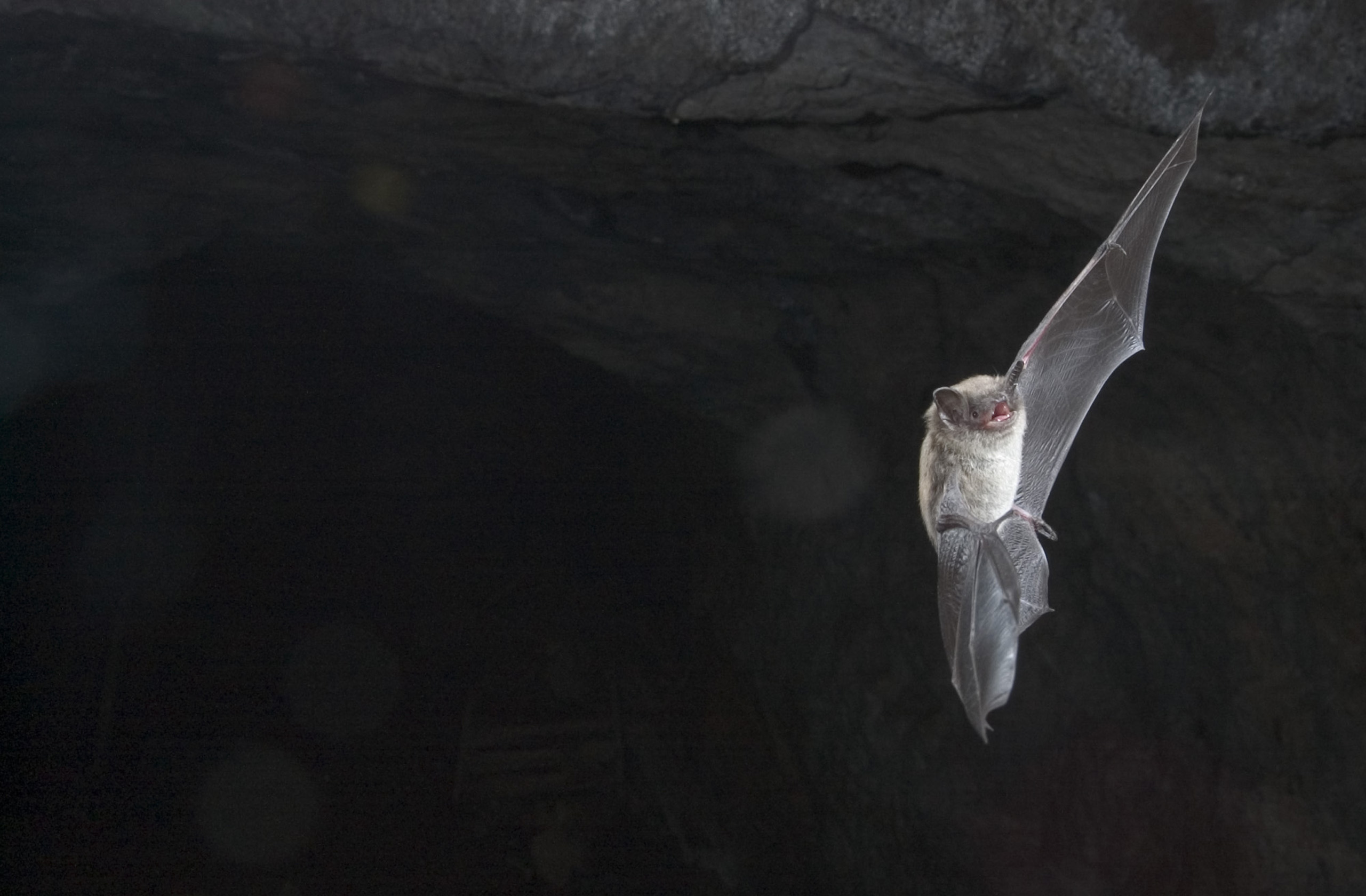 canada-s-bats-in-crisis-scienceborealis-ca-blog