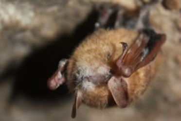 Tricolored bat with white-nose syndrome