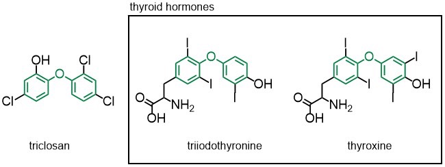 chemical structure of triclosan and two thyroid hormones