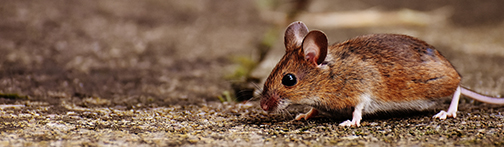 Mice-are-integral-to-the-T-gondii-lifecycle_Photo-Alexas-Fotos-cc0-via-Pixabay