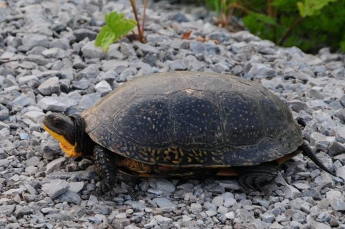 Blandings-Turtle_Carden_Photo-Bill-Macintyre