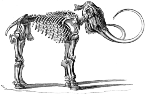 mammoth-skeleton_Wilhelm-Tilesius