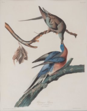 Passenger-pigeons_John-Audubon