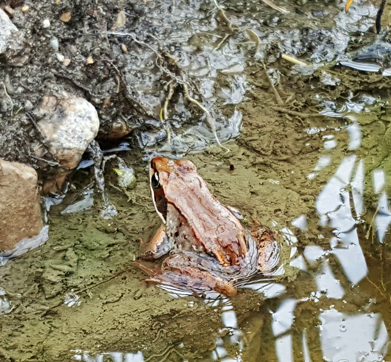 Wood frog- NCC