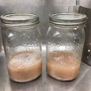 Jars-with-segments-of-Arctic-fox-intestine-submerged-in-water