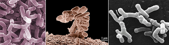 Good-gut-bacteria