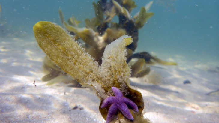 Part-of-a-seaweed-ecosystem-Photo-Sophie-Steinhagen