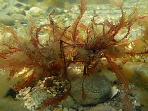 Red-seaweed-Photo-Sophie-Steinhagen