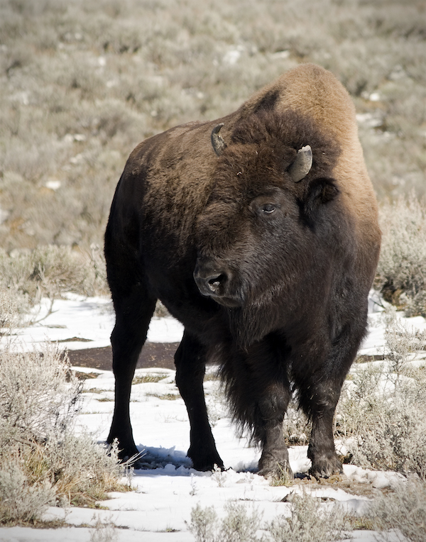 American-bison-Yellowstone-2007_ Photo-Ealdgyth-CC BY-SA-4.0
