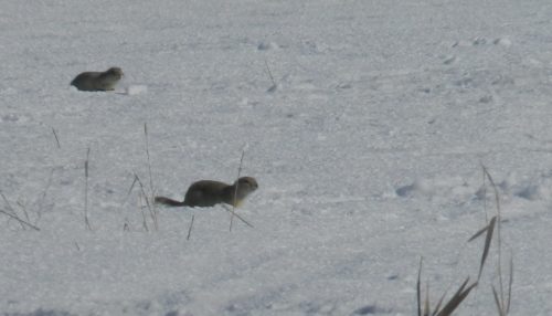 richardsons-ground-squirrels-winter-charles-thomas-hash-jr-cc-by-nc