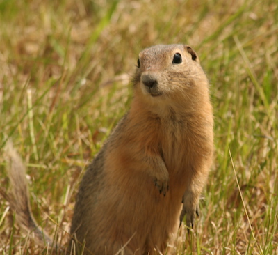 Richardsons-ground-squirrel-Photo-by-NCC