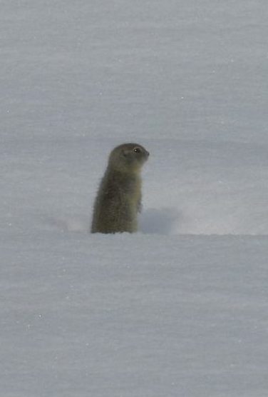 richardsons-ground-squirrel-winter-charles-thomas-hash-jr-cc-by-nc