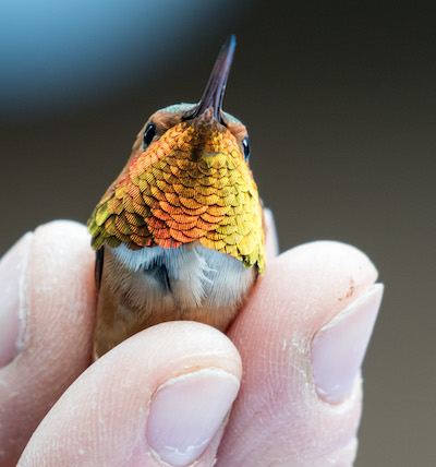 Annas-hummingbird_Peter-Roberts