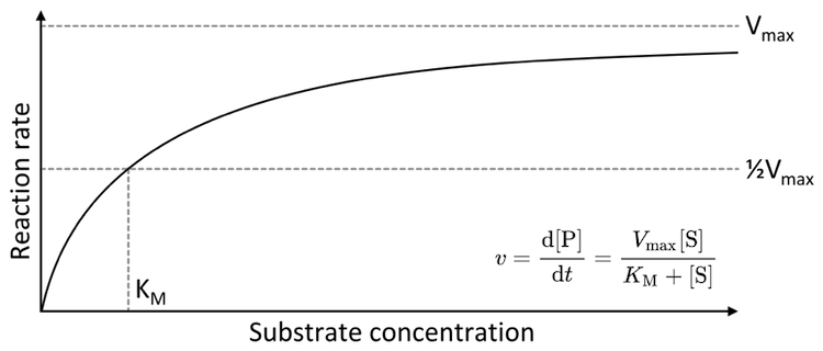 Michaelisâ€“Menten saturation curve; Plot by Thomas Shafee CC BY 4.0