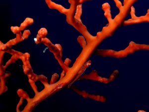 Coral_gobies_Nick_Hobgood_CC_BY_NC