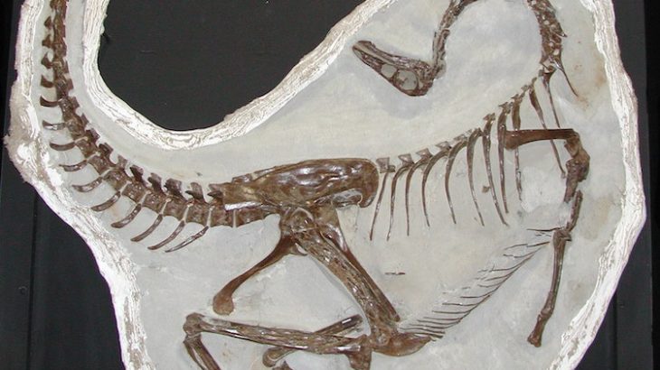 Ornithomimus edmontonicus, Royal Tyrrell Museum of Palaeontology (TMP) 95.110.01