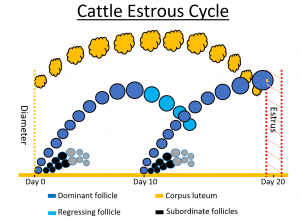 Normal estrous cycle of a cow