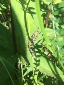 monarch_caterpillar_milkweed