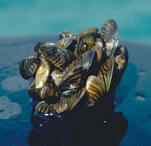 D_Jude_UMichigan_zebra-mussel-cluster_