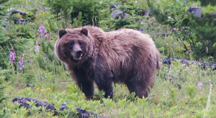 Banner image_GrizzlyBear_byClaytonLamb