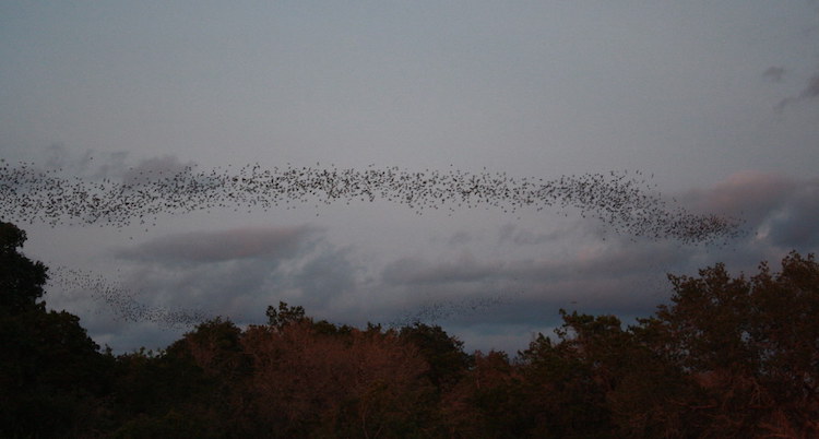 Mexican free-tailed bats_US Fish and Wildlife Service_CC BY 2.0