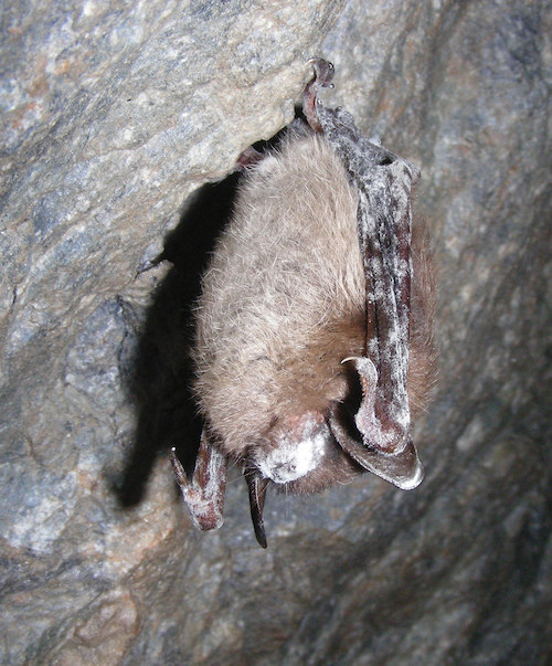 Pseudogymnoascus destructans_the fungus responsible for white-nose syndrome_U.S. Fish and Wildlife Service-North East_CC PDM 1.0
