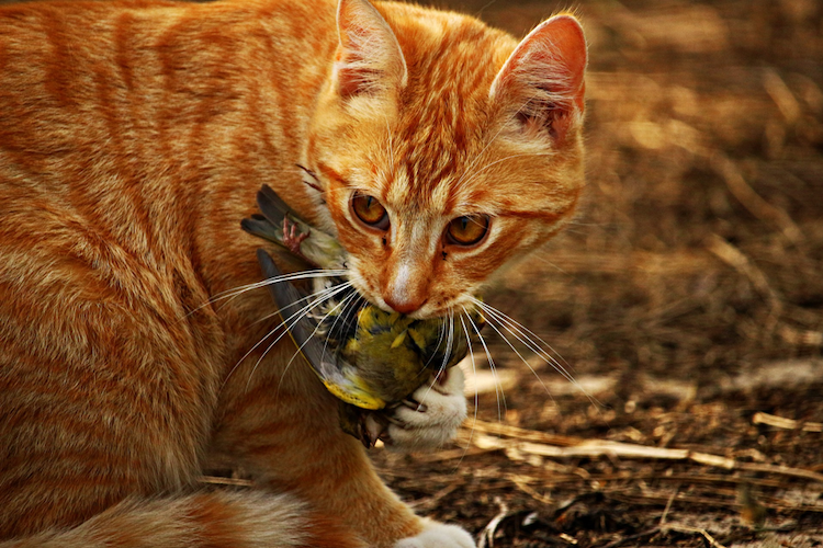 bird-killing cat from Pixabay