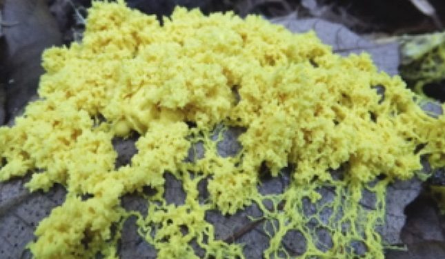 slime mould_Flickr, CC BY 2.0