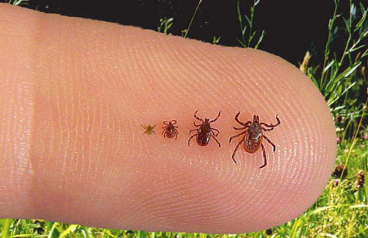tick-life-stages_california-dept-of-public-health_cc-by-nc