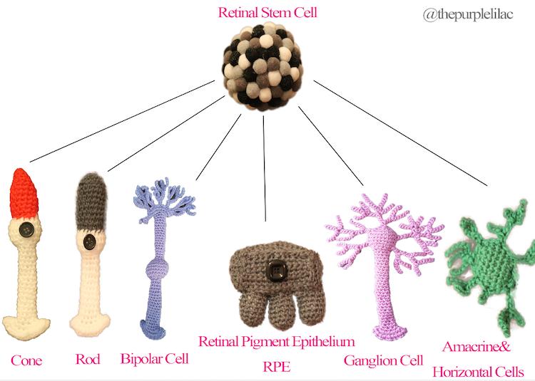 crochet-models-retinal-stemcell-research_tahani-baakdhah-used-with-permission