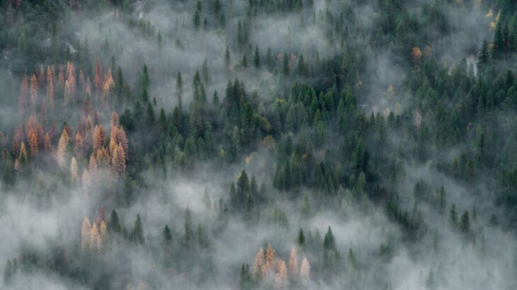 A coniferous forest shrouded in smoke